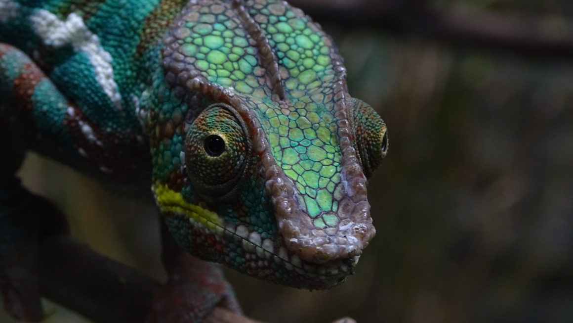 Singapur – návštěva zoo
